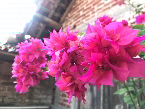 Red bogenvillea bugs blooming in the garden in spring photo