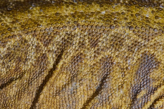 Close-up Portrait of Bearded Dragon , Pogona Vitticeps with Vibrant Yellow Textured Scales photo