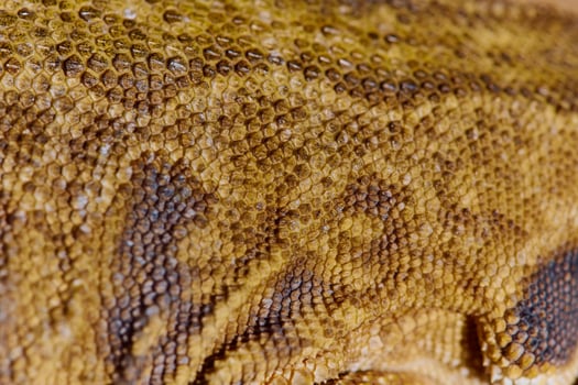 Close-up Portrait of Bearded Dragon , Pogona Vitticeps with Vibrant Yellow Textured Scales photo