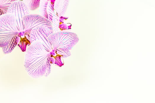 pink orchid flower on a white background close-up. place for text photo