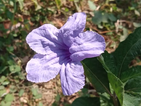 Purple flowers with close-up horizontal view photo