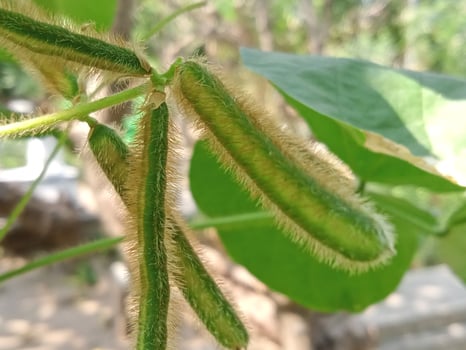 Wild plants with close-up horizontal view photo