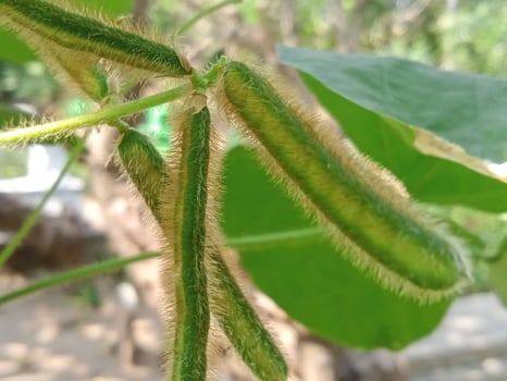 Wild plants with close-up horizontal view photo