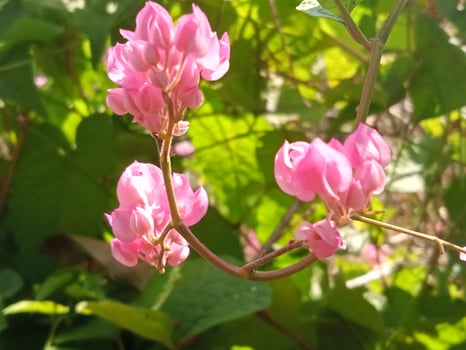 Pink flowers with close-up horizontal view photo
