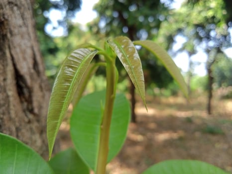 Wild plants with close-up horizontal view photo