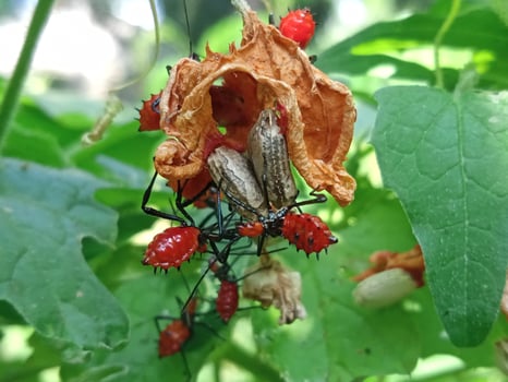 Wild plants with close-up horizontal view photo