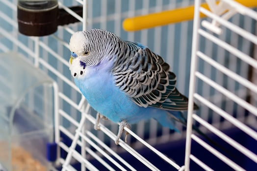 Blue parrot sits at the cage exit indoors. Bird photo