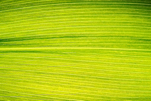 Macro shot of lily of the valley leaf. Foliage abstract background. photo