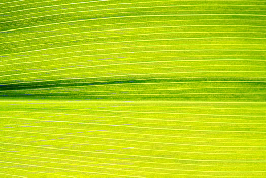 Macro shot of lily of the valley leaf. Foliage abstract background. photo