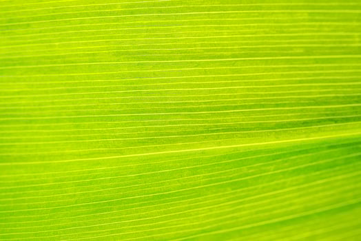 Macro shot of lily of the valley leaf. Foliage abstract background. photo