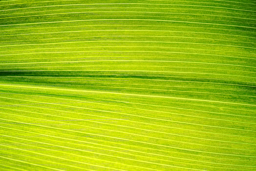 Macro shot of lily of the valley leaf. Foliage abstract background. photo