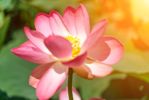 A pink lotus flower sways in the wind, Nelumbo nucifera. Against the background of their green leaves. Lotus field on the lake in natural environment. photo