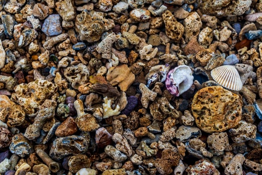 Abstract nature background. Closeup shot of shells and coral photo