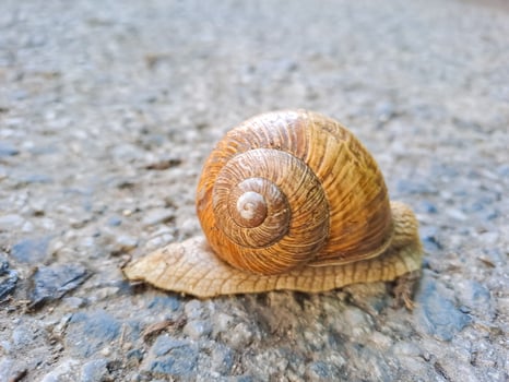 Small Roman snail or Burgundy snail, Helix pomatia, with light brownish shell photo