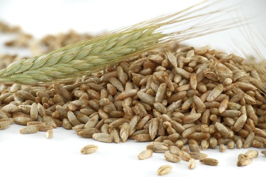 Closeup of rye grains for natural food and agriculture background photo