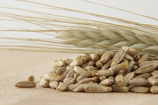 Closeup of rye grains and rye stalk on a light background photo