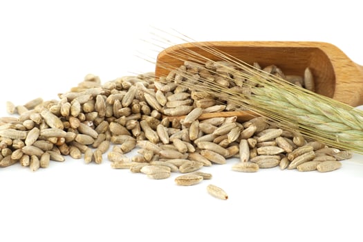 Wooden scooper filled with rye grains on white background photo