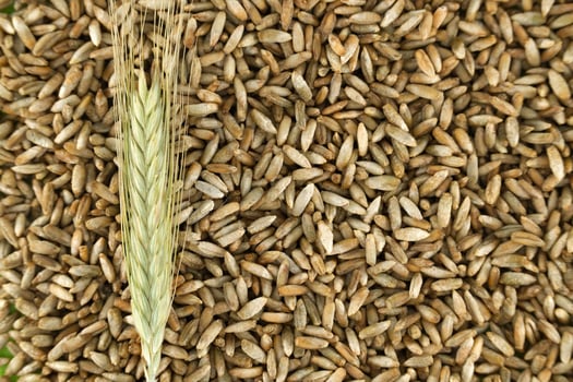 Closeup of rye grains for natural food and agriculture background photo