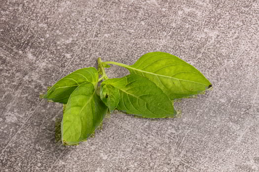 Raw green basil leaves seasoning photo