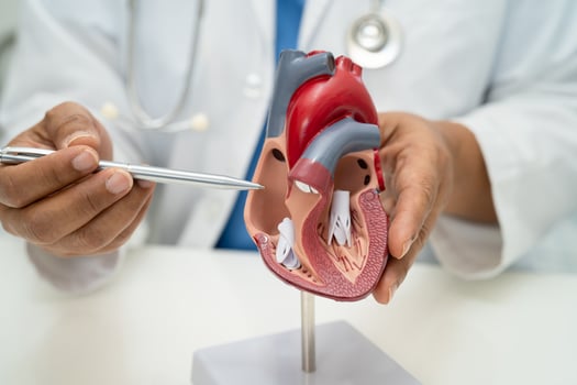 Cardiovascular disease CVD, Asian doctor holding human anatomy model for learn and treat heart disease. photo