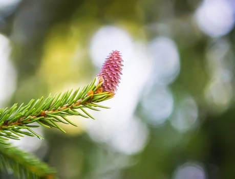Fir tree branches with a young soft cones in April. Seasonal nature details. photo