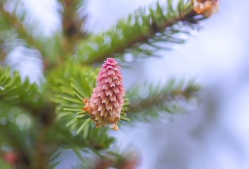 Fir tree branches with a young soft cones in April. Seasonal nature details. photo