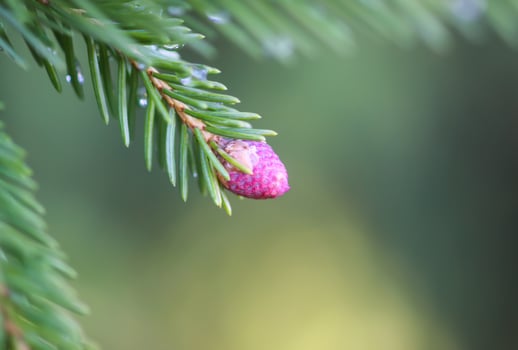 Fir tree branches with a young soft cones in April. Seasonal nature details. photo