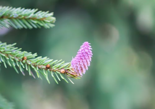 Fir tree branches with a young soft cones in April. Seasonal nature details. photo