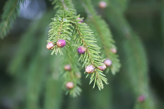 Fir tree branches with a young soft cones in April. Seasonal nature details. photo