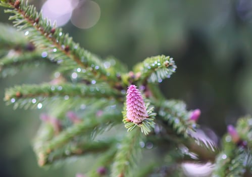 Fir tree branches with a young soft cones in April. Seasonal nature details. photo