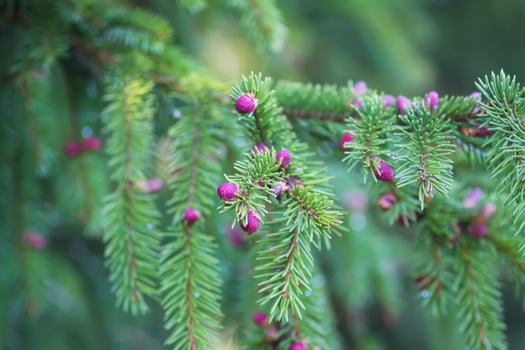 Fir tree branches with a young soft cones in April. Seasonal nature details. photo