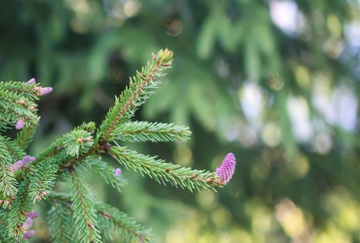 Fir tree branches with a young soft cones in April. Seasonal nature details. photo