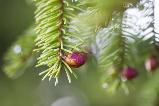Fir tree branches with a young soft cones in April. Seasonal nature details. photo