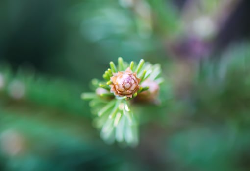 Fir tree branches with a young soft cones in April. Seasonal nature details. photo