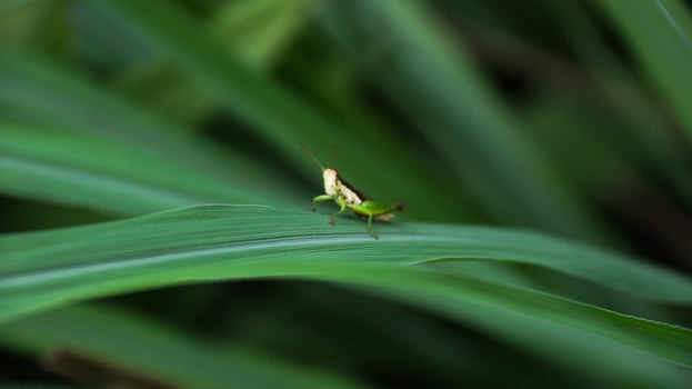 Green grasshopper herbivorous insects from the suborder Caelifera in the order orthoptera photo