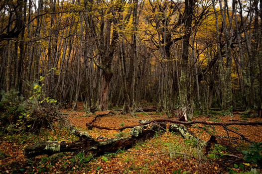 Misty autumn scene with a serene stream flowing through the montseny beech forest in catalonia, blanketed with fallen leaves. End of the world park, Argentinan Ushuaia photo
