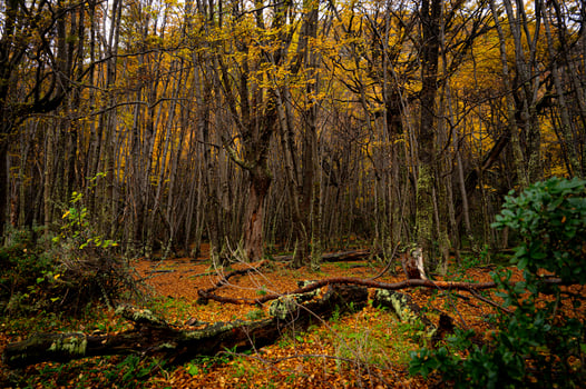 Misty autumn scene with a serene stream flowing through the montseny beech forest in catalonia, blanketed with fallen leaves. End of the world park, Argentinan Ushuaia photo