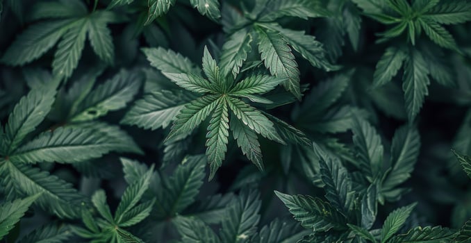 Close Up View of Green Cannabis Leaves in a Garden photo
