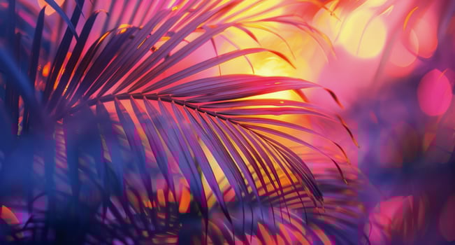 Palm Fronds In A Pink Sunset Glow photo