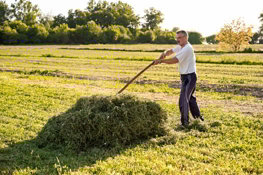 Mature man hoeing hay in the field on sunny day photo