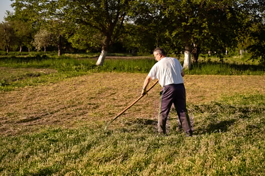 Senior male farmer rowing hay in the garden on a sunny summer day photo