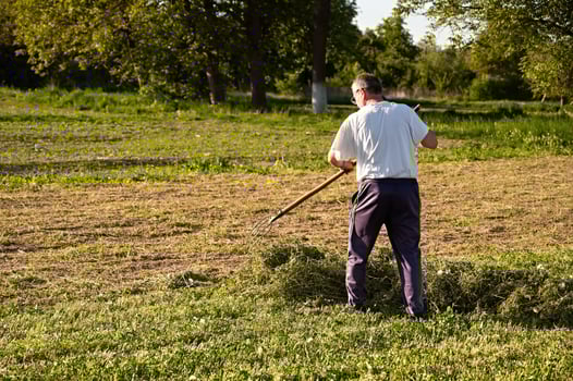 Senior male farmer rowing hay in the garden on a sunny summer day photo