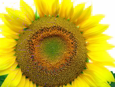 Big yellow sunflower on white background photo