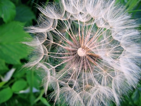 Natural giant dandelion, close-up photo