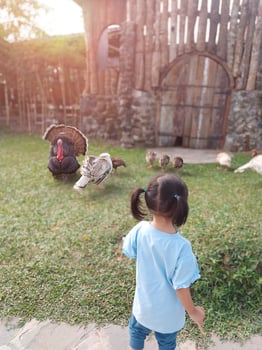 Children actively play and feed the animals, together with their parents in the mini zoo in the park area, enjoying the holiday period, doing positive activities and having fun on Sundays photo