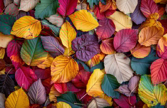 Vibrant Autumn Leaves on the Forest Floor photo