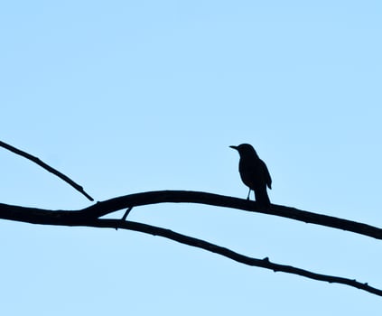 bird on a branch in backlighting photo