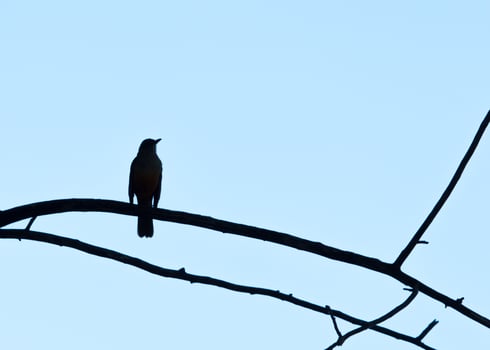 bird on a branch against the light photo