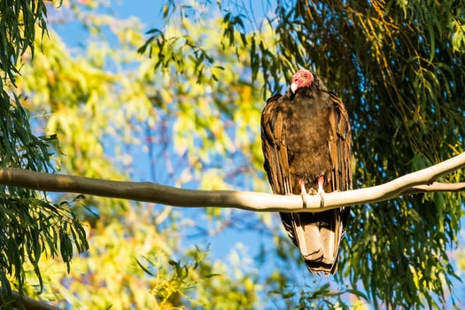 Perched red-headed jack photo