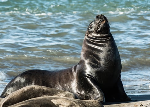 young black sea lion in the sun photo